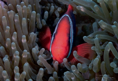Philippines 2023 - Anilao - DSC06833 Tomato anemonefish (female) Poisson-clown rouge  Amphiprion frenatus